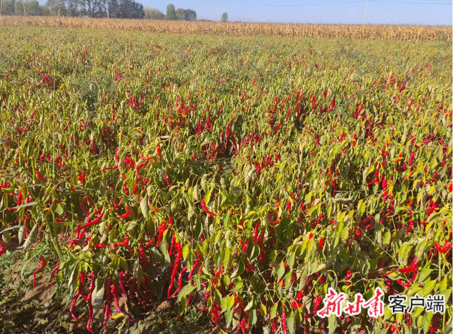 【甘快看】“甘椒7号”亩产突破600公斤 助推甘肃辣椒产业提质增效